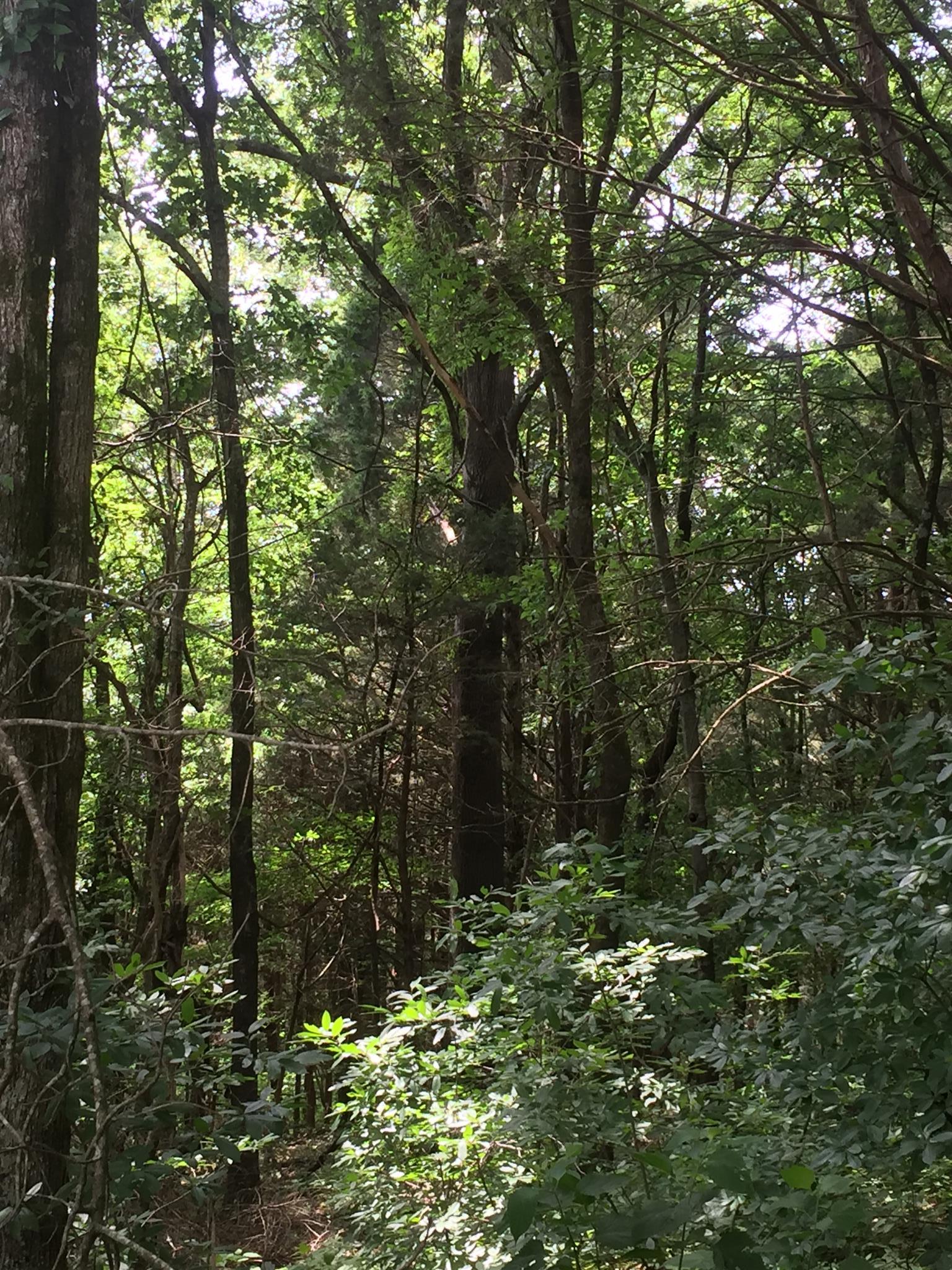 0 Kelso Road Mulberry, TN 37359 - Photo 6 of 12 Some harvestable hardwoods timber