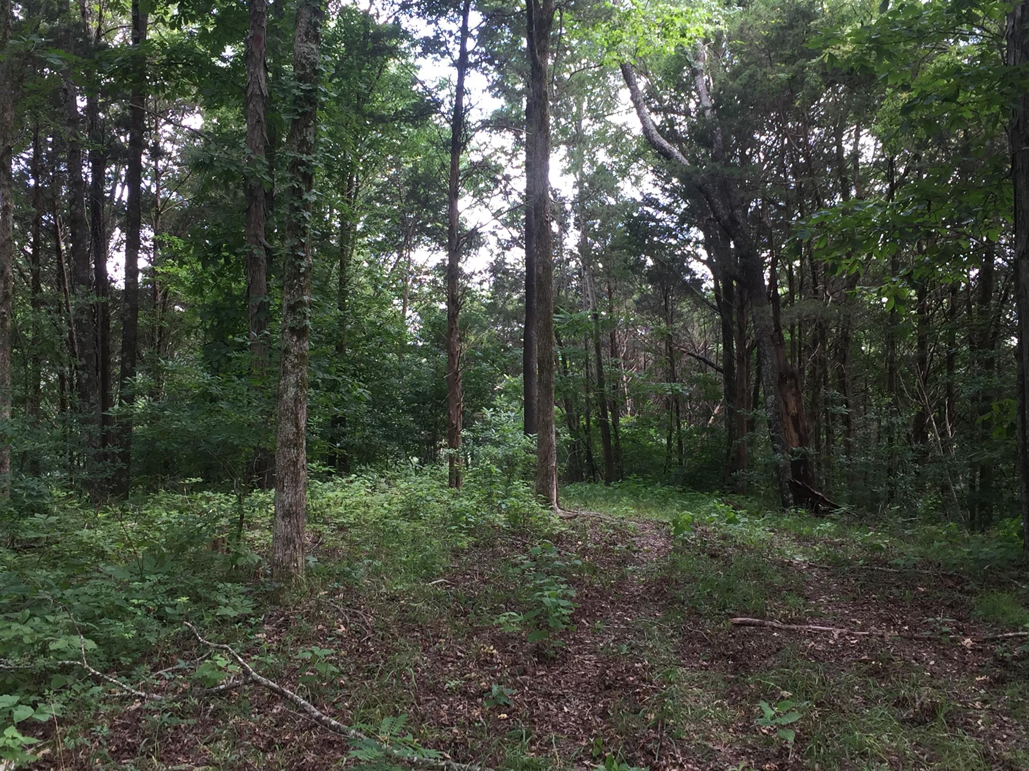 0 Kelso Road Mulberry, TN 37359 - Photo 7 of 12 The highest point on the property w 360 views, possible view of Elk River.