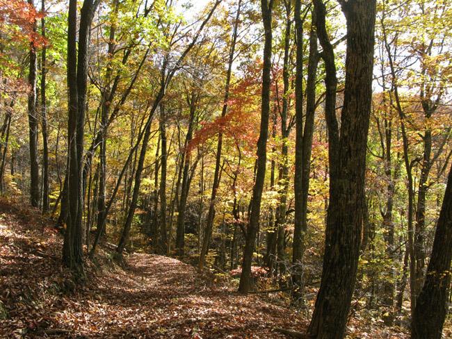 100 Red Springs Road Meadow Bridge, WV 25976 - Photo 4 of 27 footpath around mtn bench