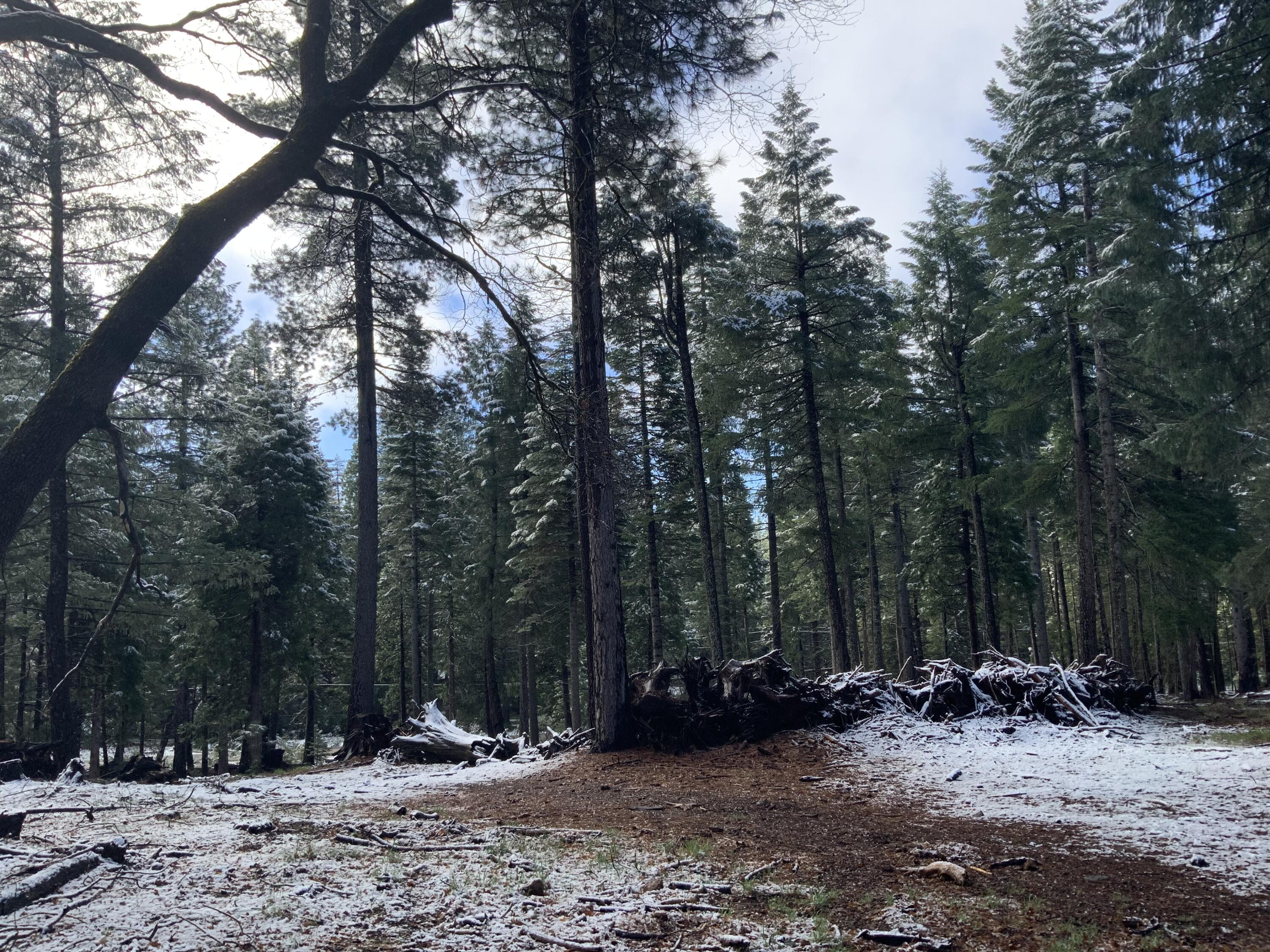 0 McCumber Lk Road Shingletown, CA 96088 - Photo 11 of 11 IMG_1060