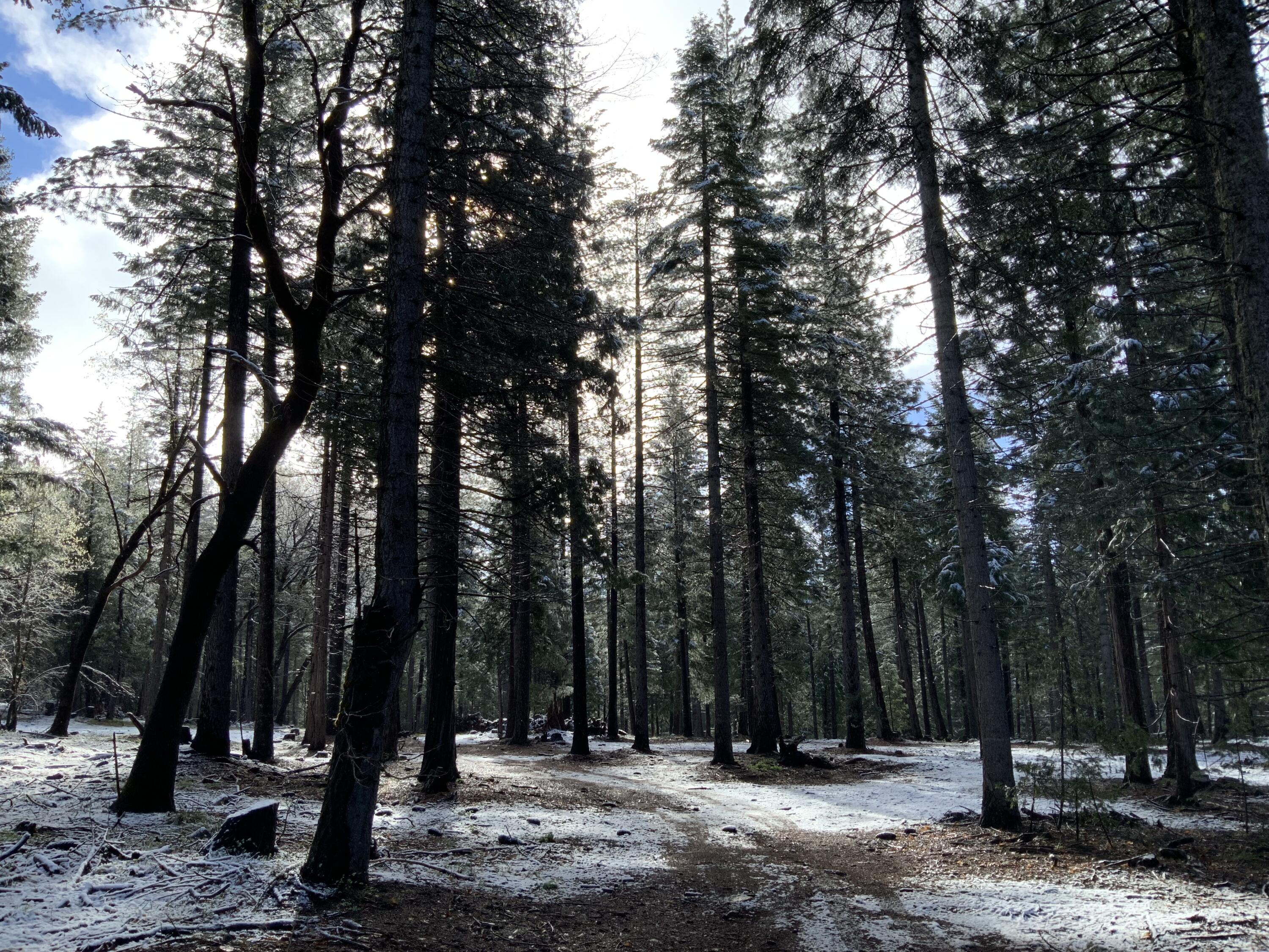 0 McCumber Lk Road Shingletown, CA 96088 - Photo 2 of 11 IMG_1068