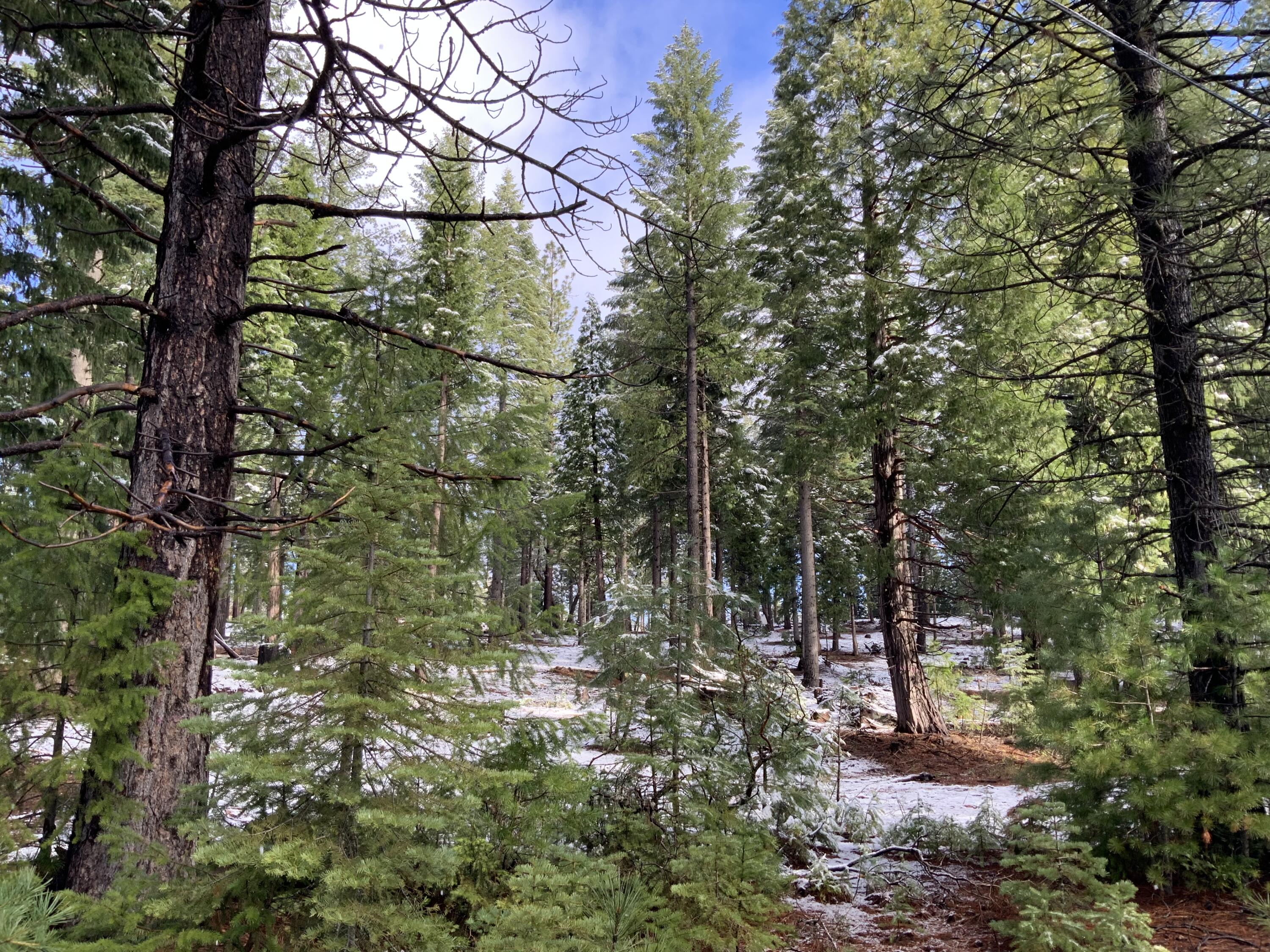 0 McCumber Lk Road Shingletown, CA 96088 - Photo 4 of 11 IMG_1069