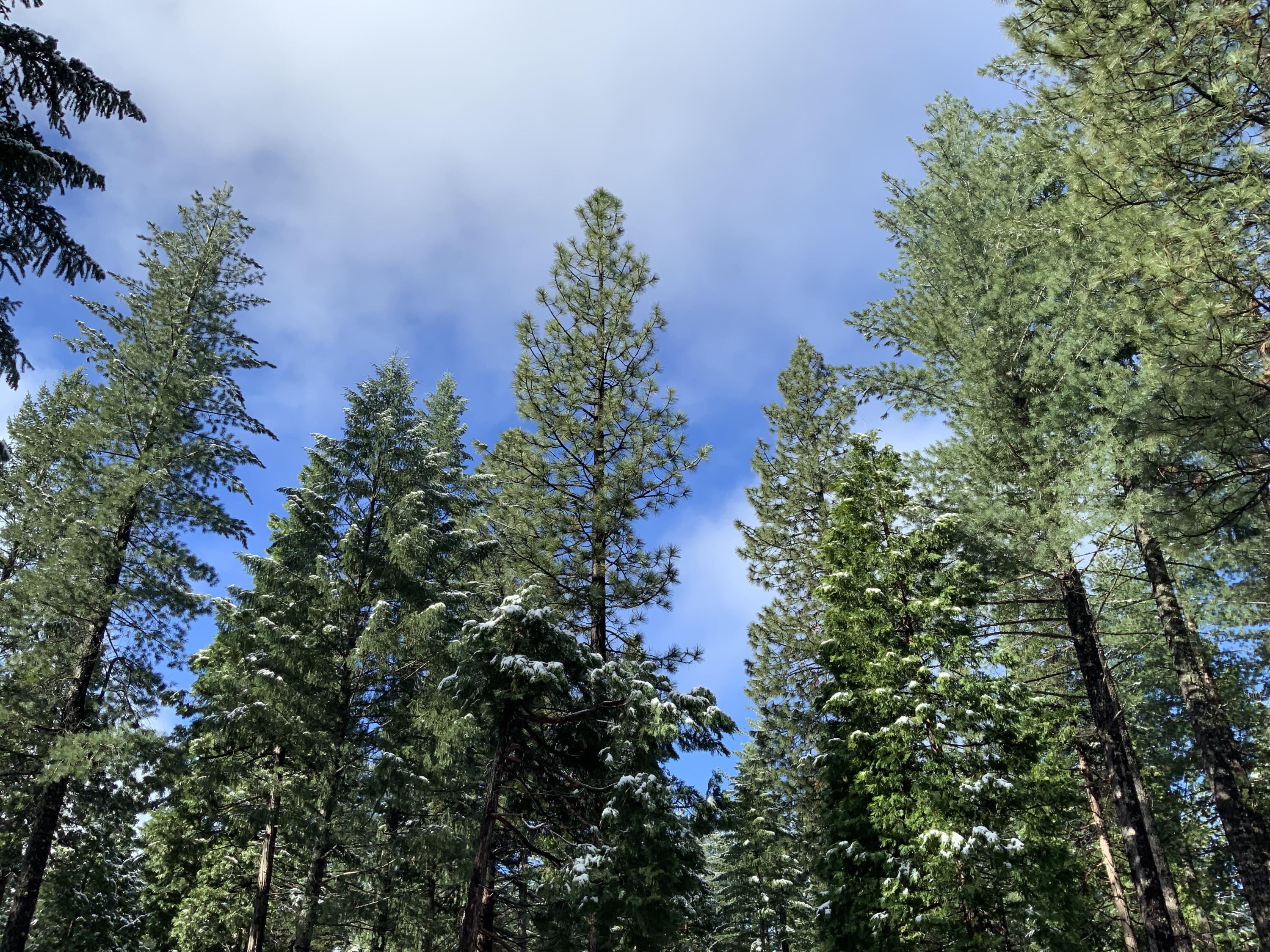 0 McCumber Lk Road Shingletown, CA 96088 - Photo 5 of 11 IMG_1075