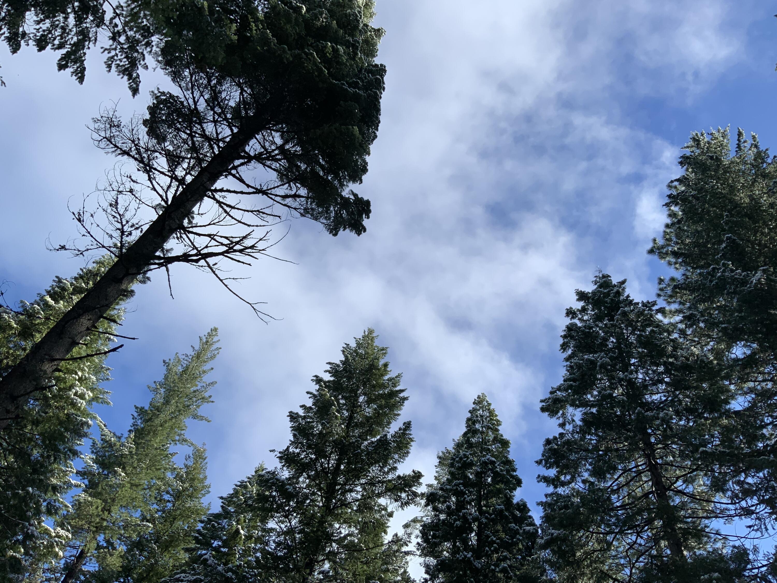 0 McCumber Lk Road Shingletown, CA 96088 - Photo 6 of 11 IMG_1072