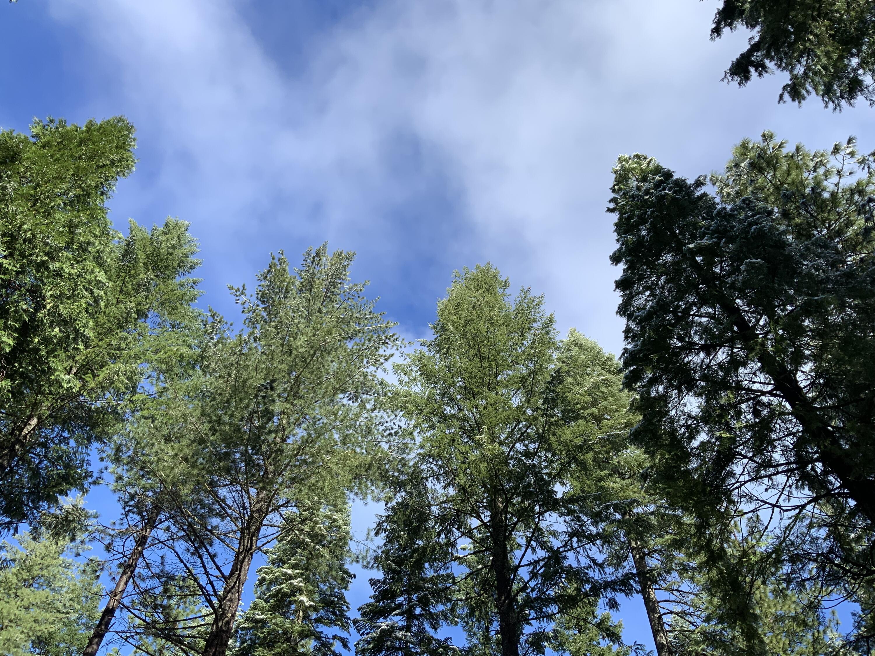 0 McCumber Lk Road Shingletown, CA 96088 - Photo 8 of 11 IMG_1071