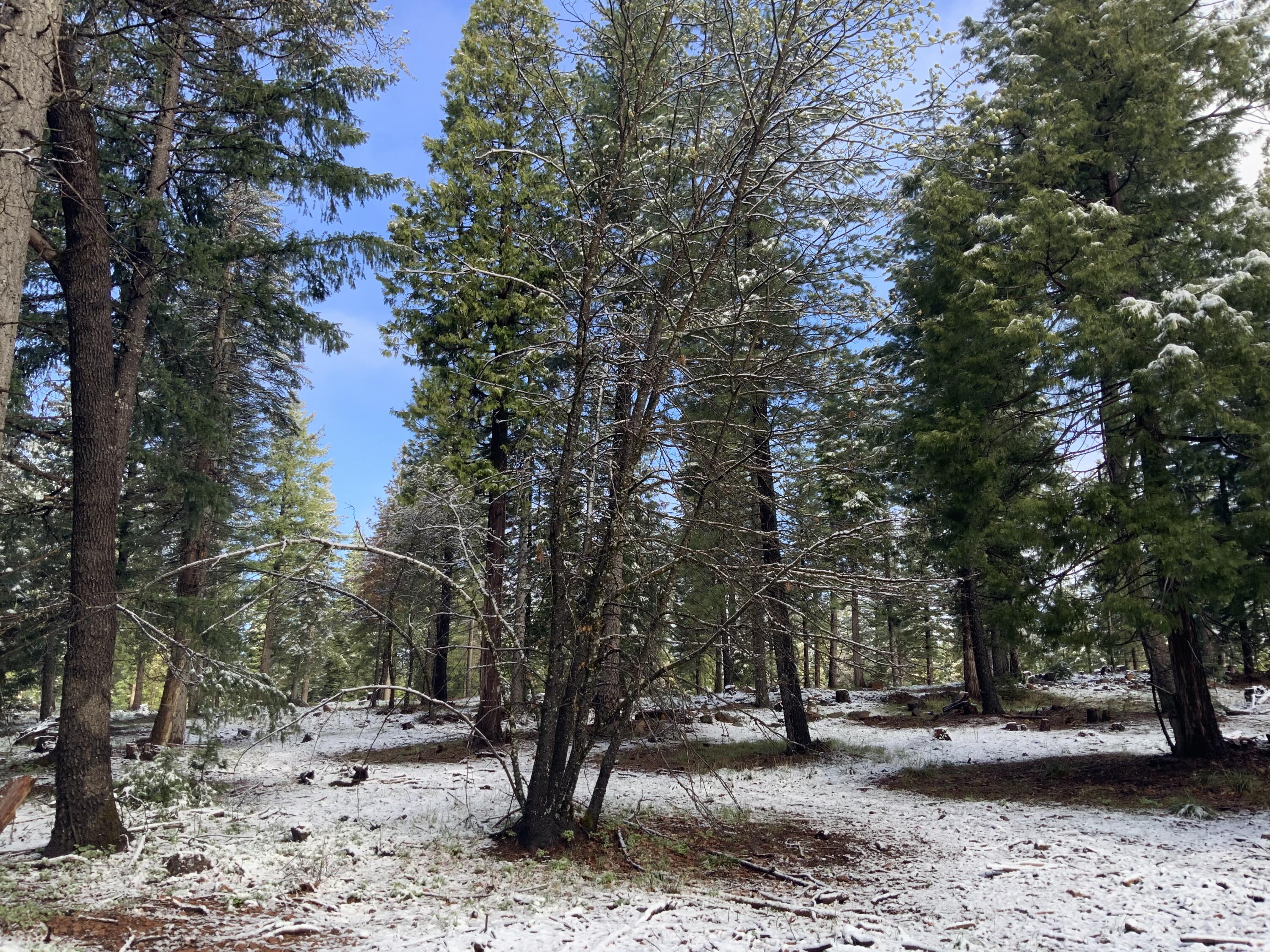 0 McCumber Lk Road Shingletown, CA 96088 - Photo 9 of 11 IMG_1064 (1)