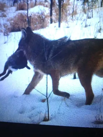 $1,055,000 | Tbd 193rd Avenue, Richmond, MN 56368