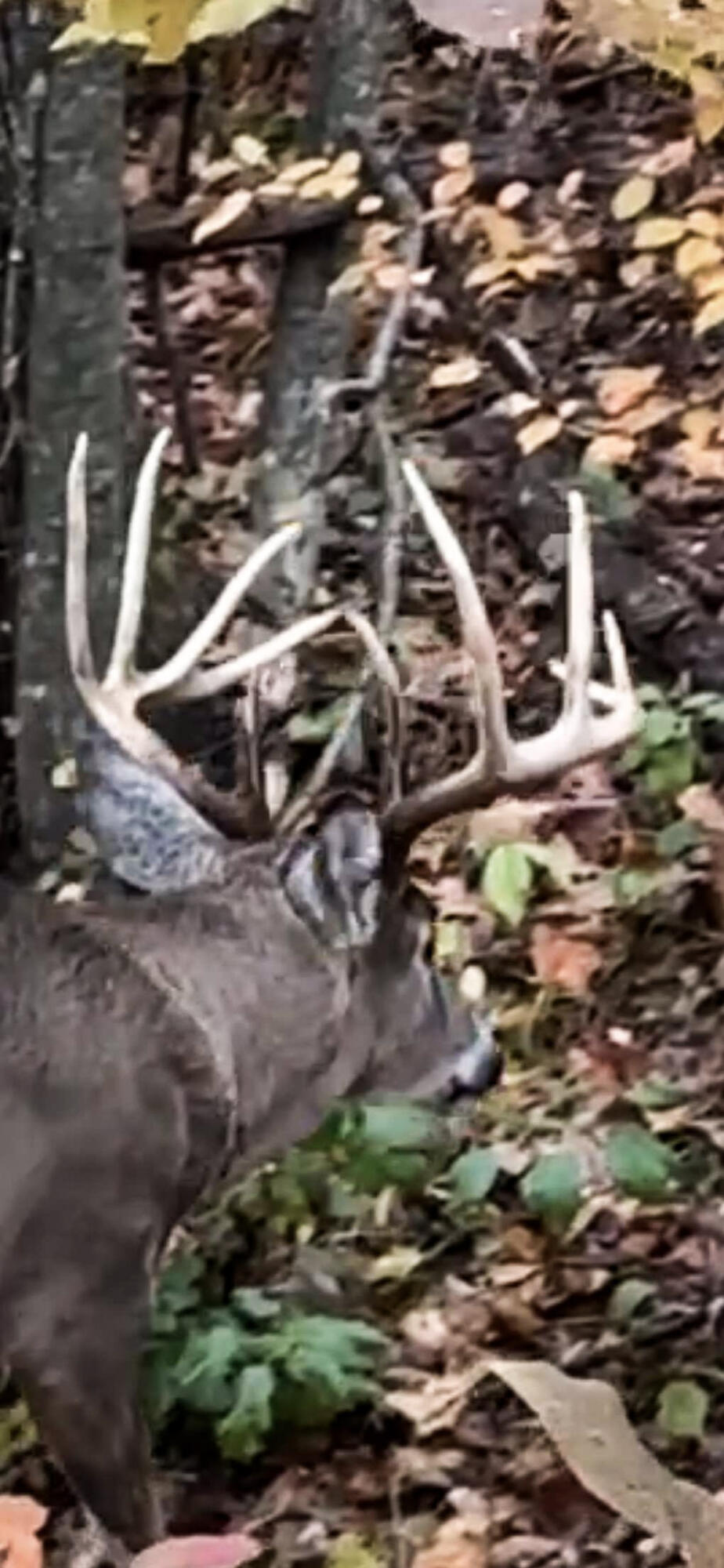 W27022 Whistlers Pass Road Trempealeau, WI 54661 - Photo 19 of 117 70-IMG_1892