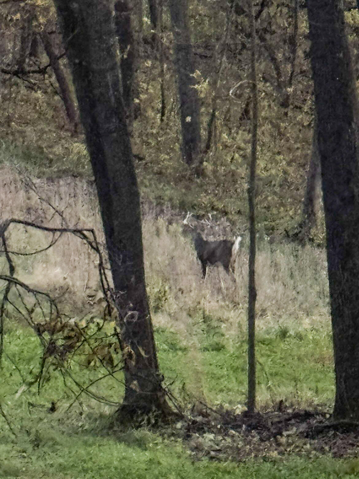 W27022 Whistlers Pass Road Trempealeau, WI 54661 - Photo 20 of 117 68-IMG_2485
