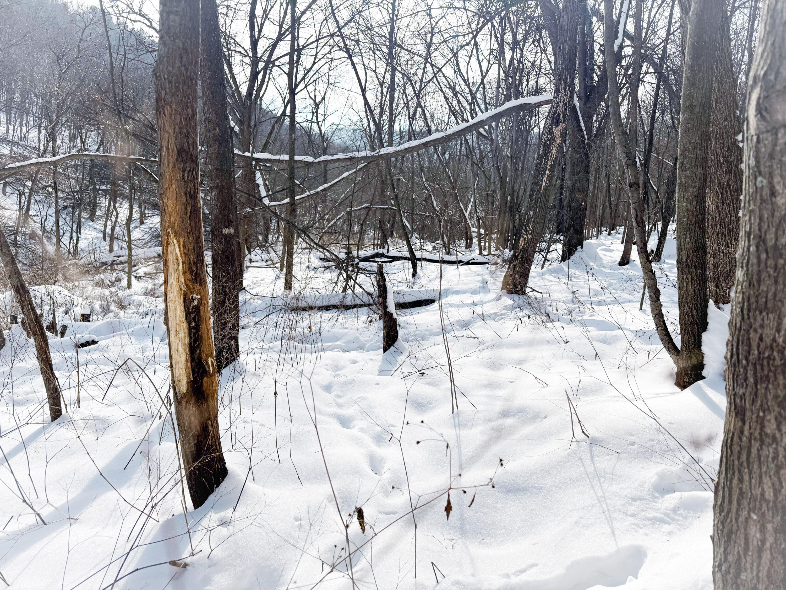 W27022 Whistlers Pass Road Trempealeau, WI 54661 - Photo 37 of 117 97-IMG_2560