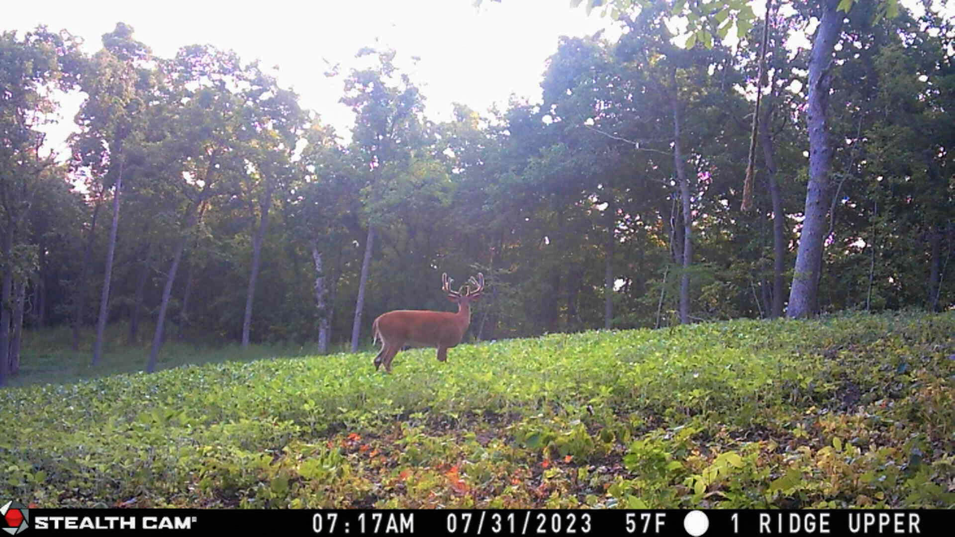 W27022 Whistlers Pass Road Trempealeau, WI 54661 - Photo 86 of 117 41-IMG_2408