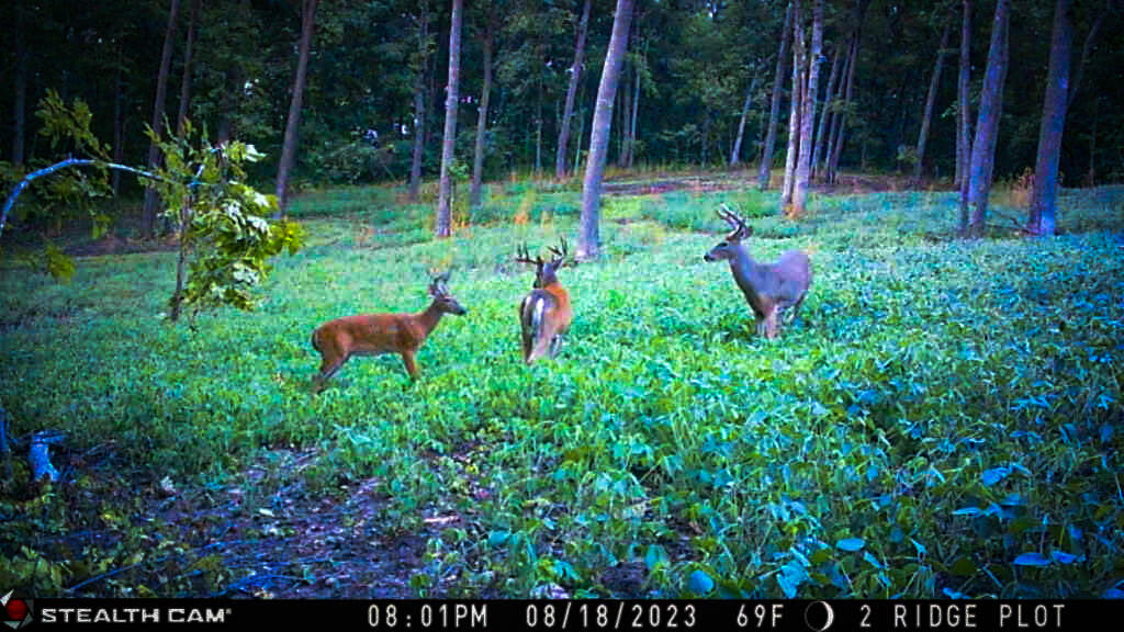 W27022 Whistlers Pass Road Trempealeau, WI 54661 - Photo 90 of 117 45-IMG_2413