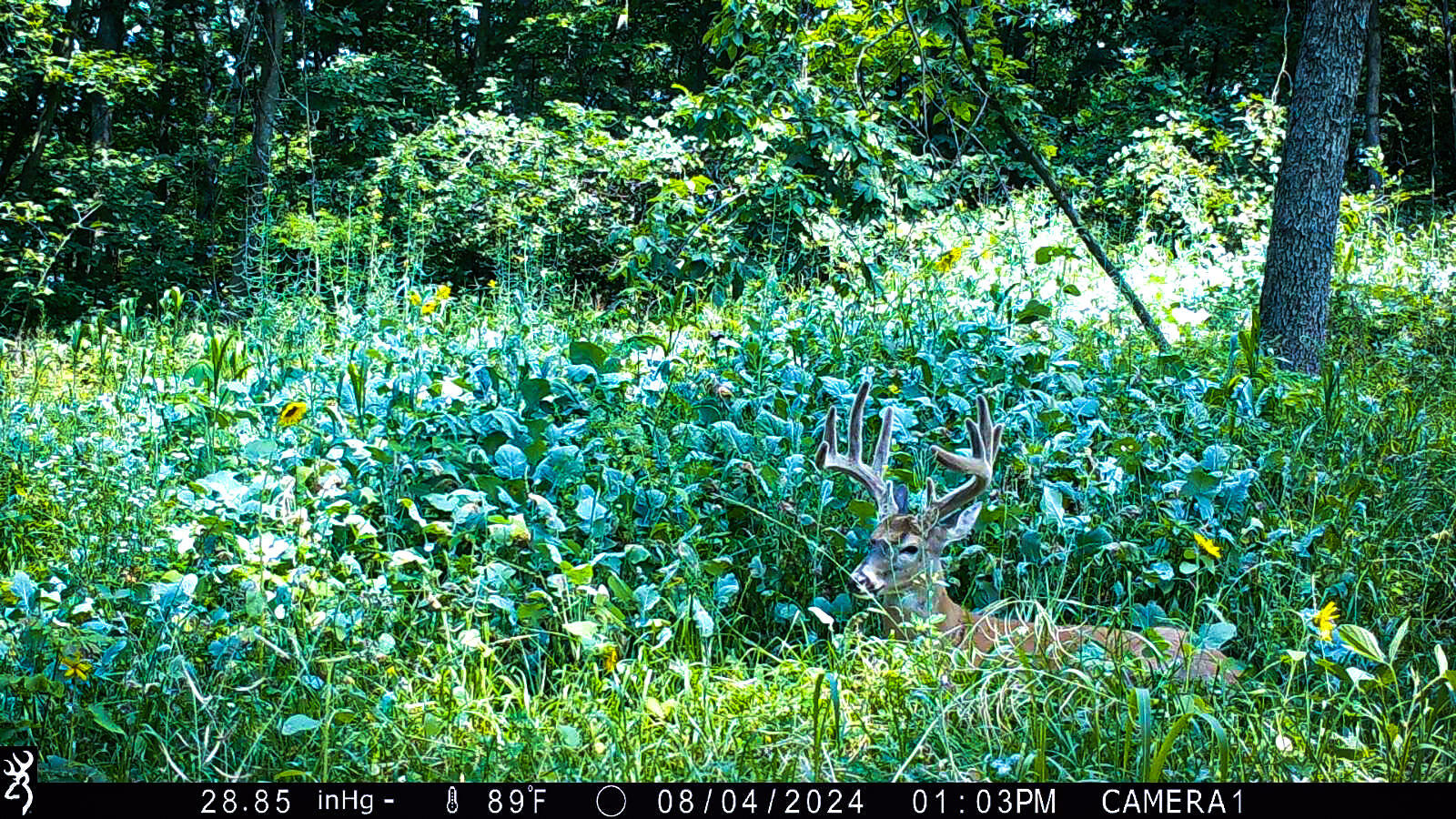 W27022 Whistlers Pass Road Trempealeau, WI 54661 - Photo 98 of 117 56-IMG_2435