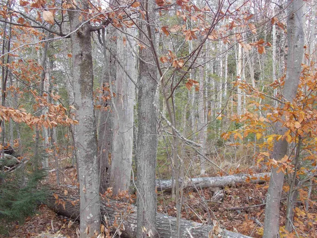 $144,900 | Lot 49 Mittenwald Strasse, Bartlett, NH 03838