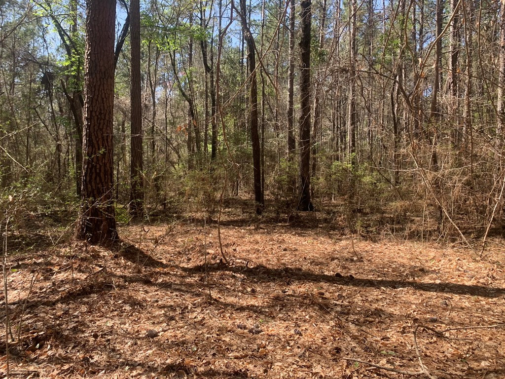 0 Elliott Cemetery Road Tylertown, MS 39667 - Photo 5 of 25 Photo 5