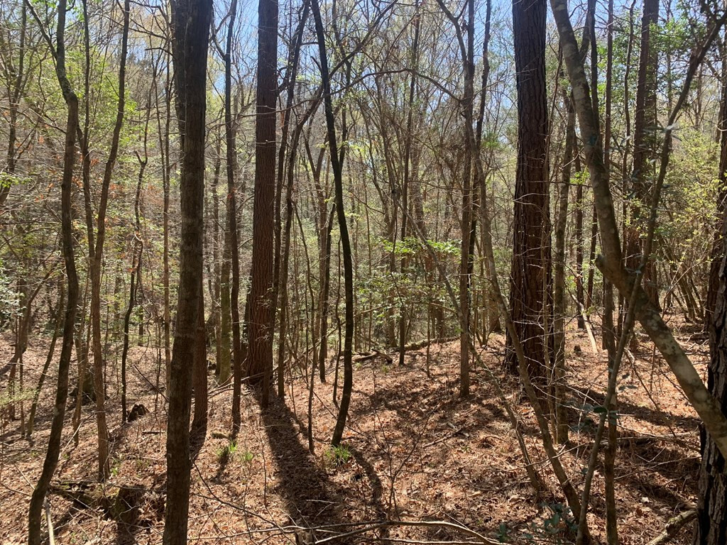 0 Elliott Cemetery Road Tylertown, MS 39667 - Photo 8 of 25 Photo 8