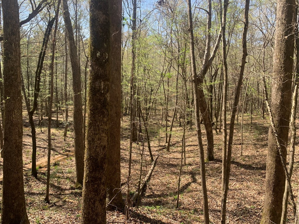 0 Elliott Cemetery Road Tylertown, MS 39667 - Photo 9 of 25 Photo 9