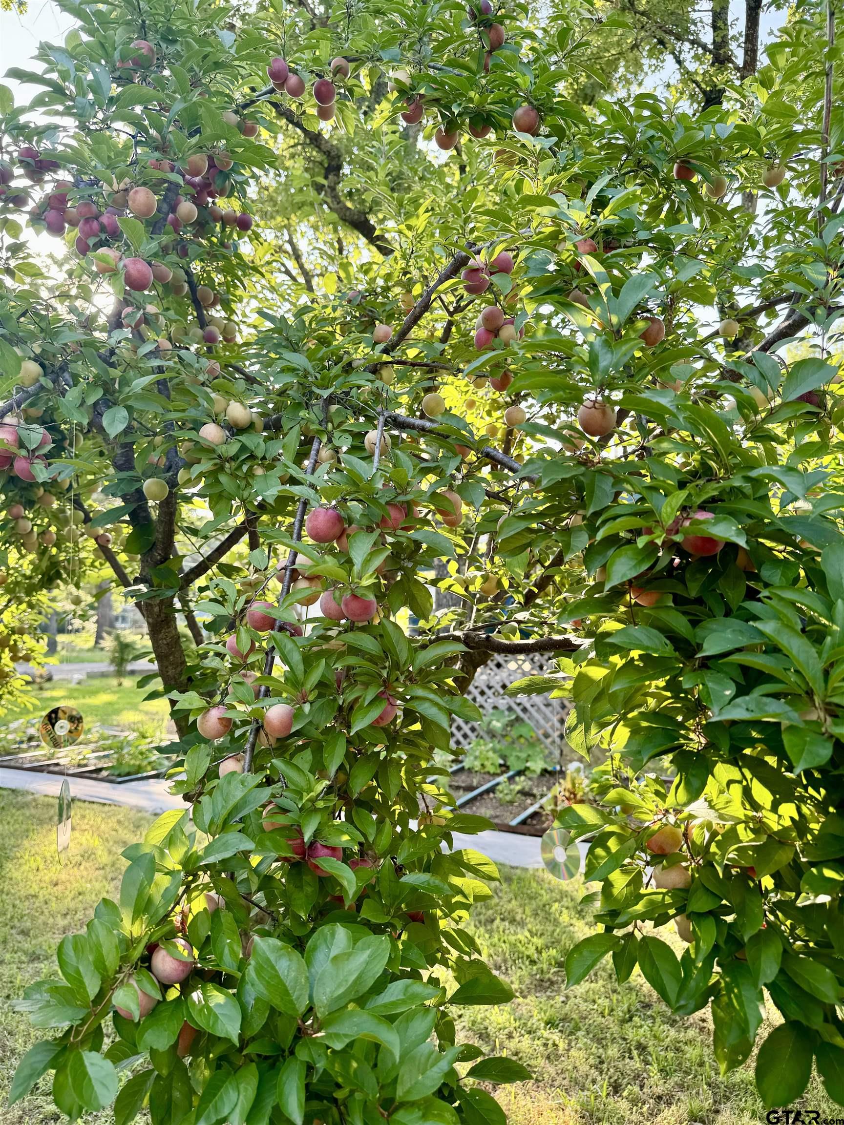 107 Private Road 7713 Emory, TX 75440 - Photo 15 of 22 a view of a tree