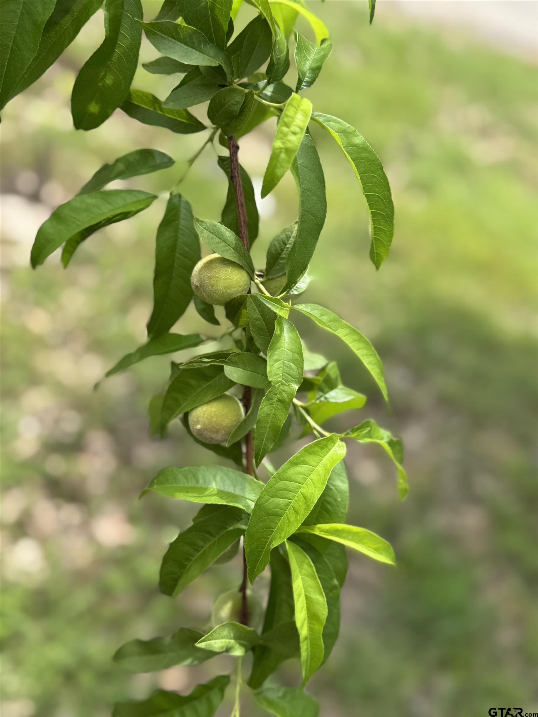 107 Private Road 7713 Emory, TX 75440 - Photo 16 of 22 a view of banana tree