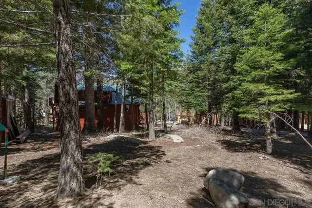 a view of a forest with trees in the background