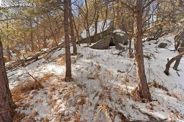 a view of a forest covered with trees