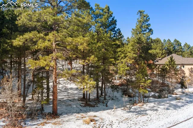 a view of a forest with a mountain