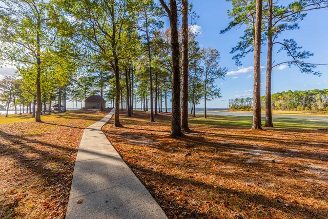 a view of a yard with plants and trees