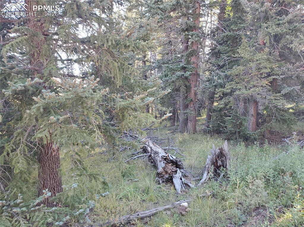 309 Pinaceae Heights Divide, CO 80814 - Photo 17 of 21 a backyard of a house with lots of green space