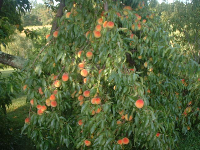 1406 Wheatland Road Buchanan, VA 24066 - Photo 15 of 25 Peach tree