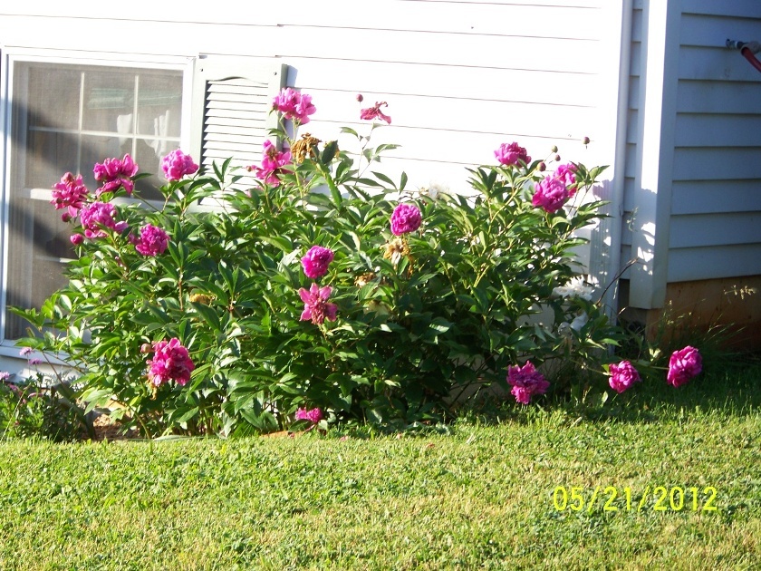 1406 Wheatland Road Buchanan, VA 24066 - Photo 17 of 25 Fushia Peonies