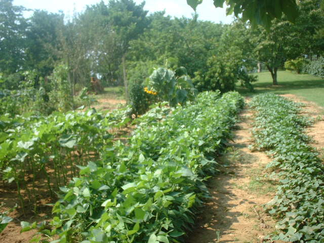 1406 Wheatland Road Buchanan, VA 24066 - Photo 22 of 25 veg garden 2
