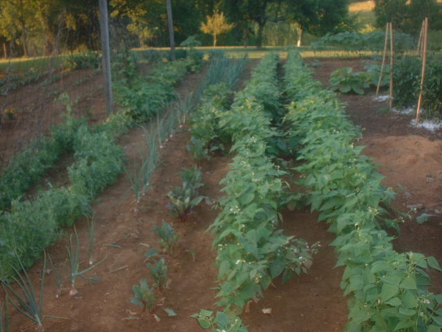 1406 Wheatland Road Buchanan, VA 24066 - Photo 23 of 25 veg garden 1