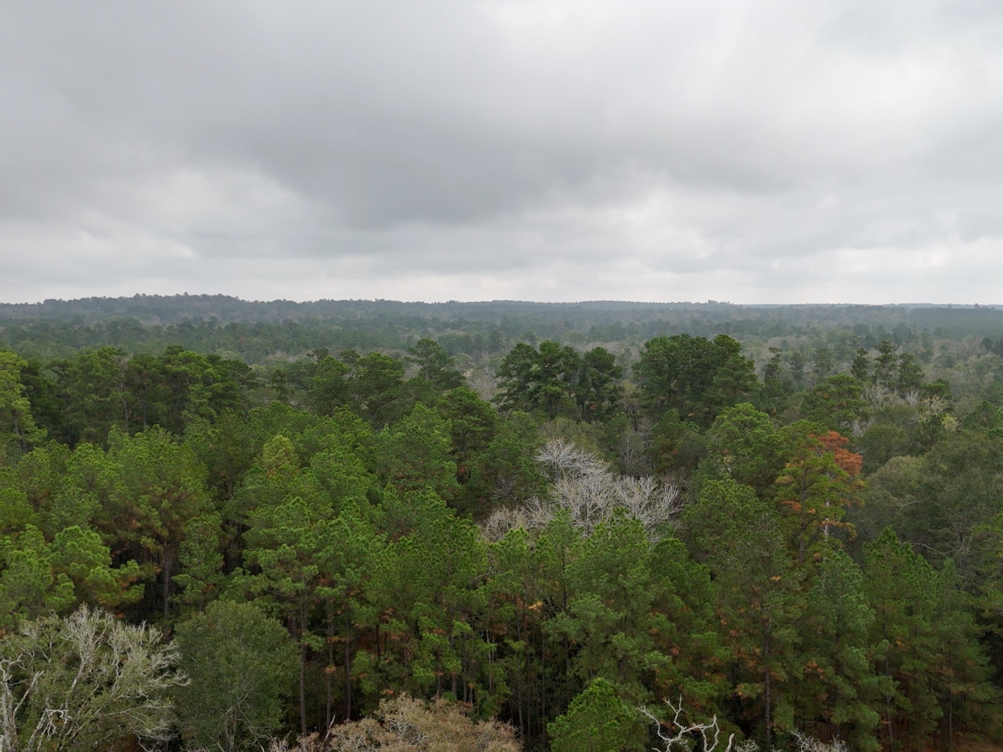 1 Percy Howard Road Huntsville, TX 77320 - Photo 3 of 14 an aerial view of forest
