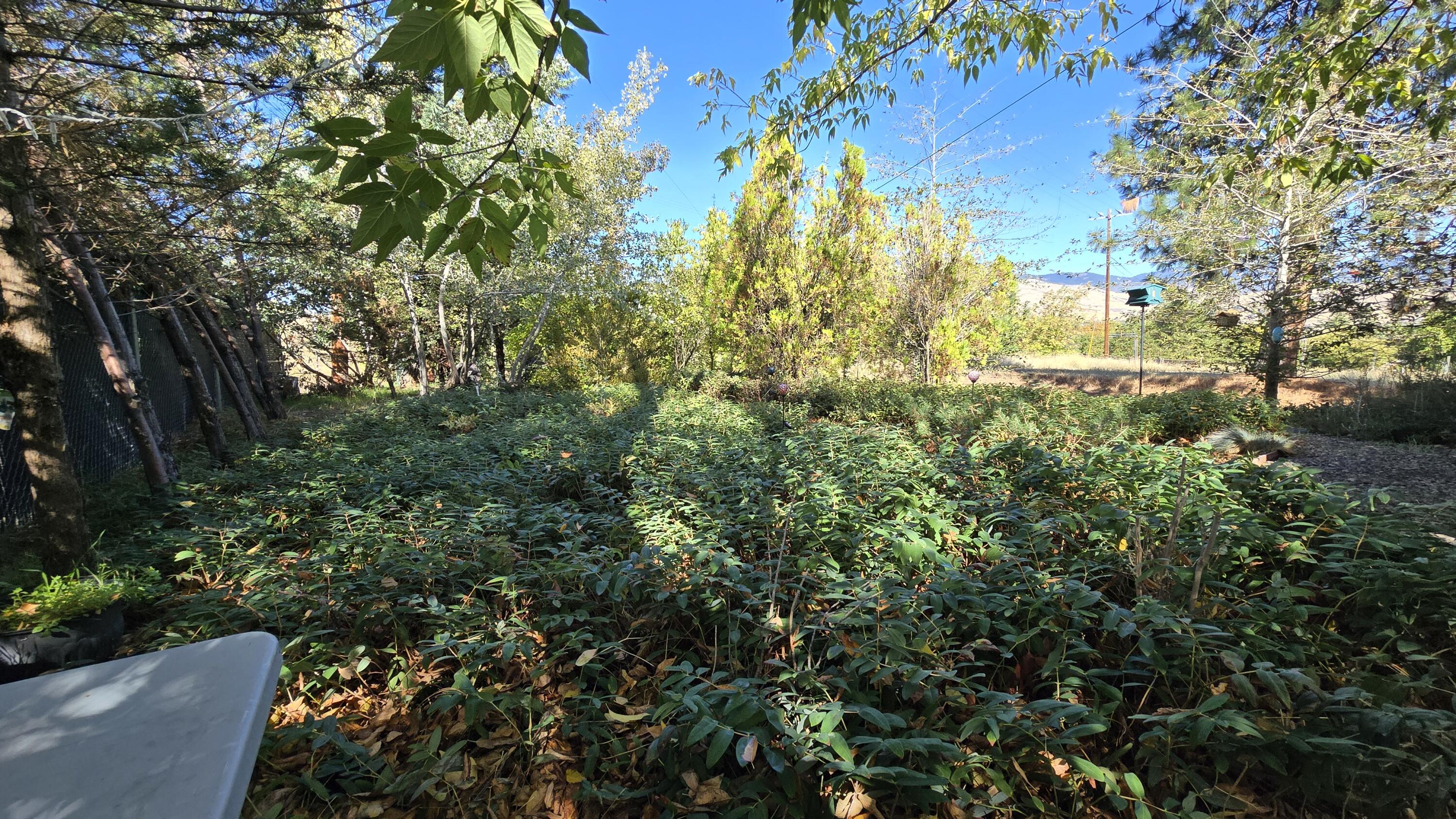488 Crowson Road Ashland, OR 97520 - Photo 4 of 30 a view of a yard with plants and trees