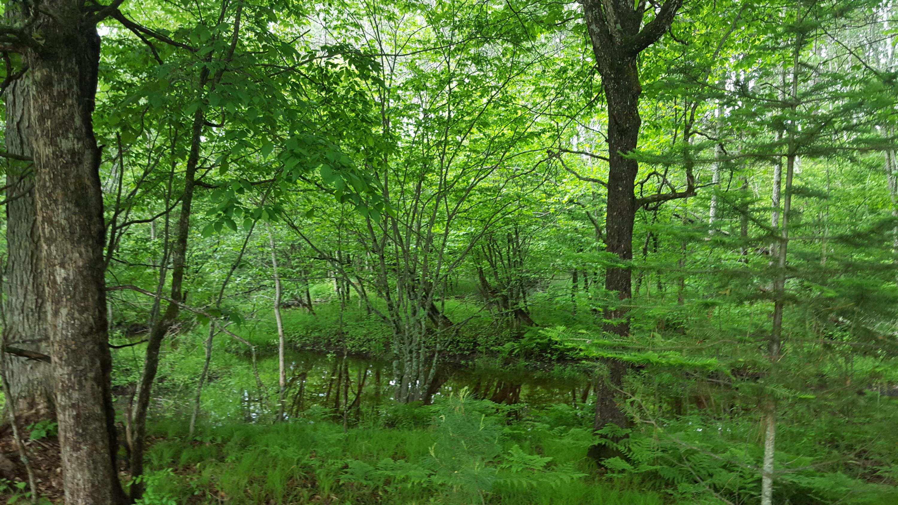 0 Mapes Road Luzerne, MI 48636 - Photo 7 of 10 Gallery Image 7