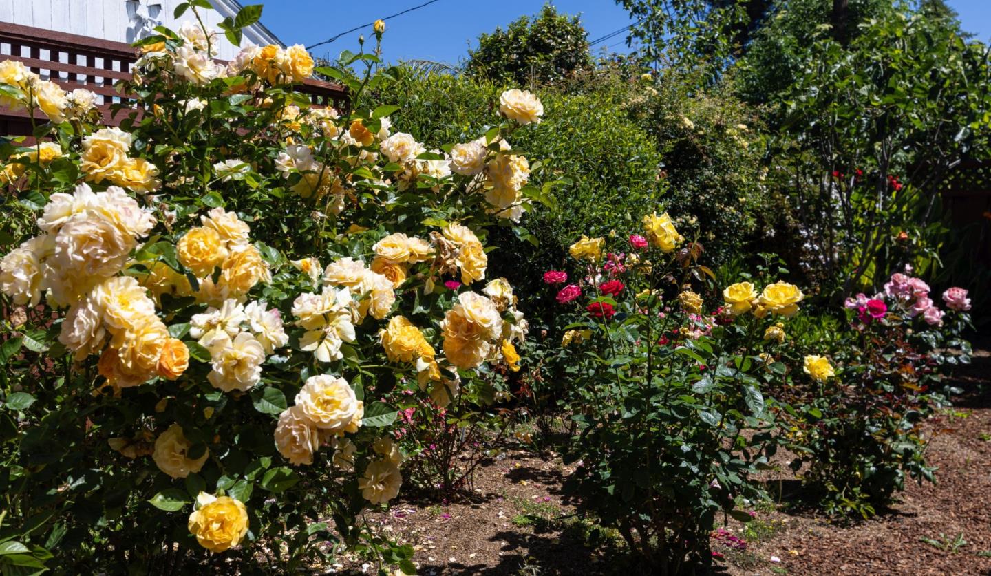 710-712 Riverview Drive Capitola, CA 95010 - Photo 29 of 37 a view of flowers in bunch