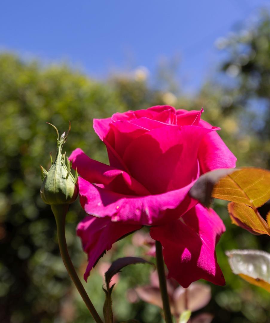 710-712 Riverview Drive Capitola, CA 95010 - Photo 31 of 37 a view of a yard