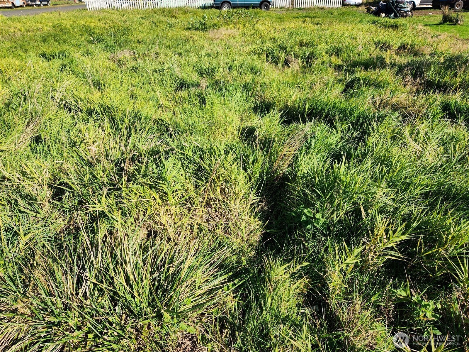 a view of a garden with a tree