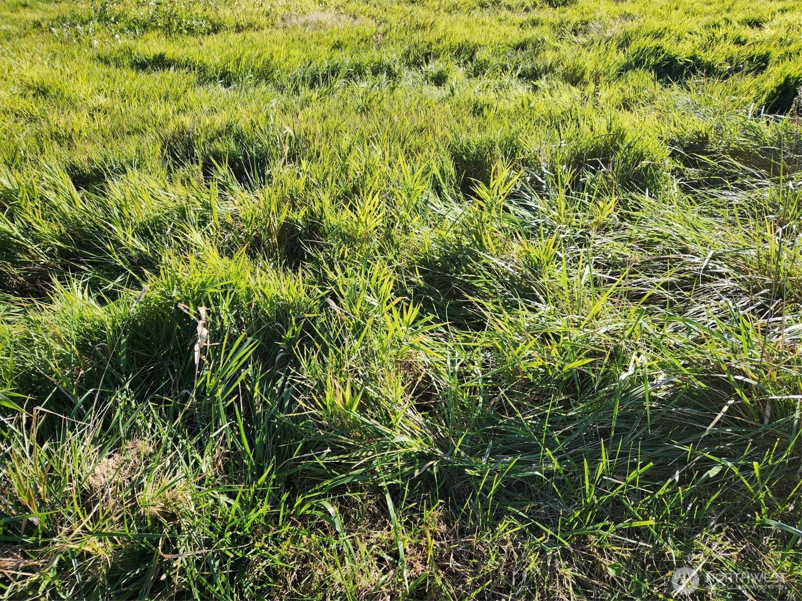 300 West Front Street Aberdeen, WA 98520 - Photo 3 of 9 a view of a lush green field