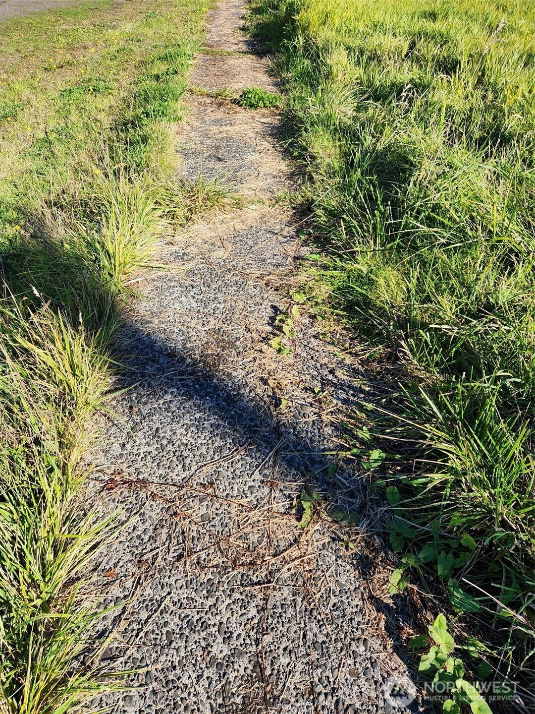 300 West Front Street Aberdeen, WA 98520 - Photo 6 of 9 a view of a yard with plants and large trees