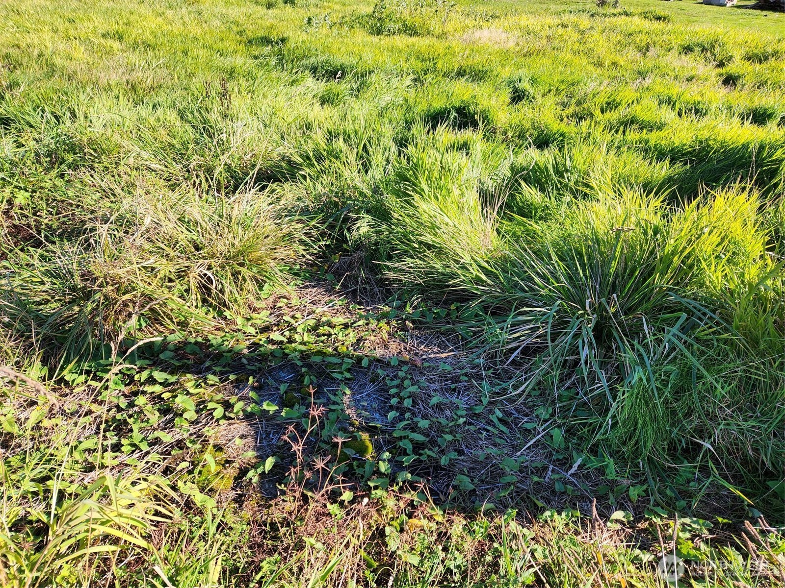 300 West Front Street Aberdeen, WA 98520 - Photo 7 of 9 a view of a plant