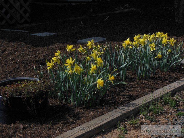 1242 Lazy Branch Road Ennice, NC 28623 - Photo 7 of 29 a backyard of a house with lots of green space