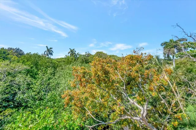 a view of a lush green forest