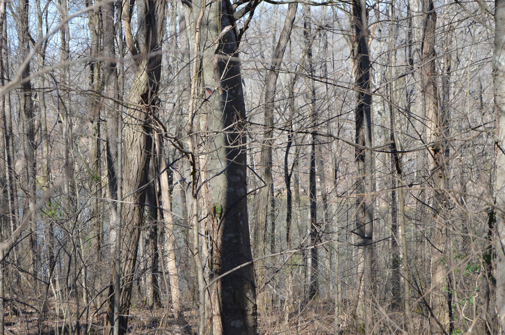 32 Cedar Point Road Bumpus Mills, TN 37028 - Photo 3 of 4 Gallery Image 3