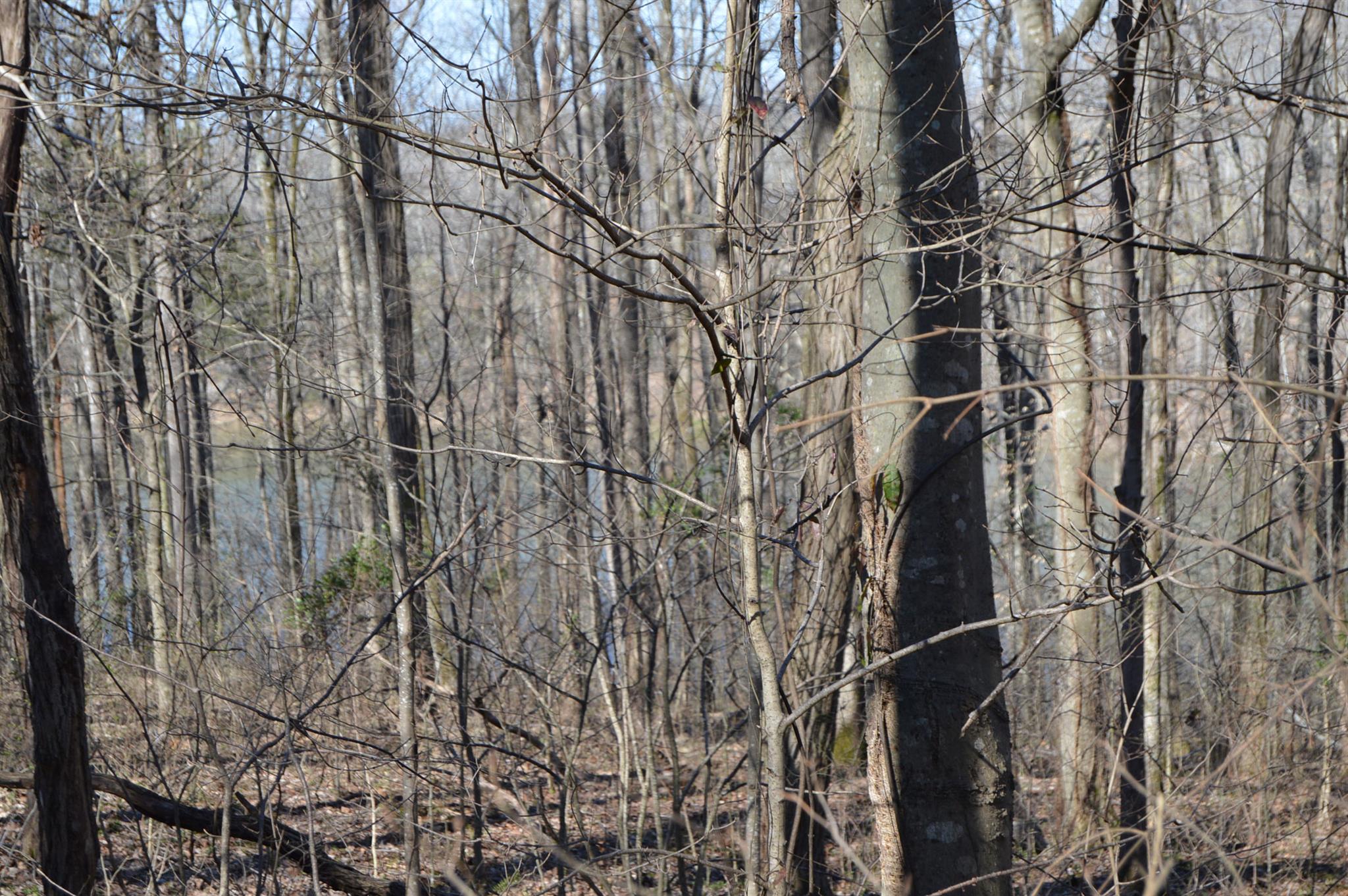 32 Cedar Point Road Bumpus Mills, TN 37028 - Photo 4 of 4 Gallery Image 4