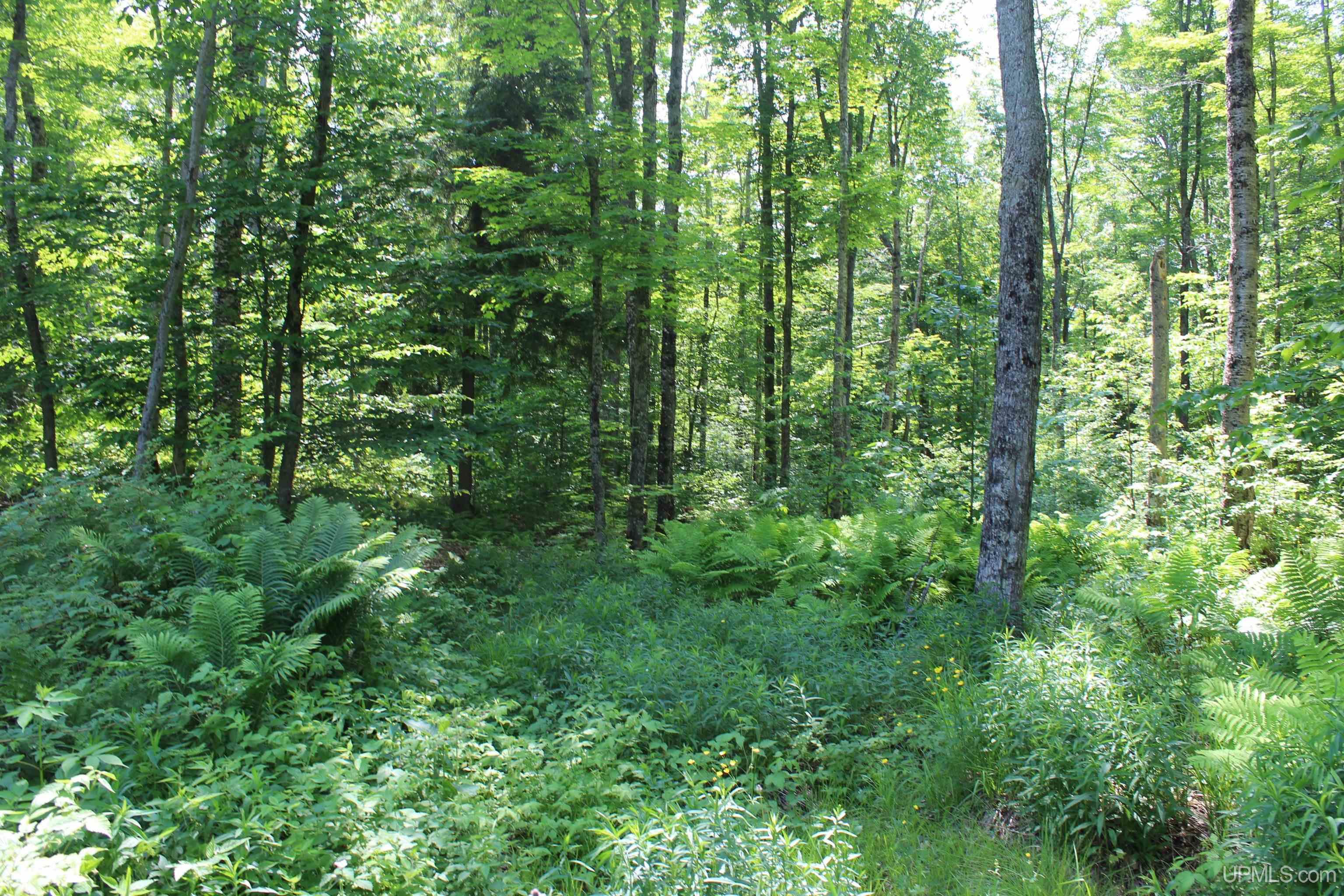 On East Shingleton Road Shingleton, MI 49884 - Photo 17 of 32