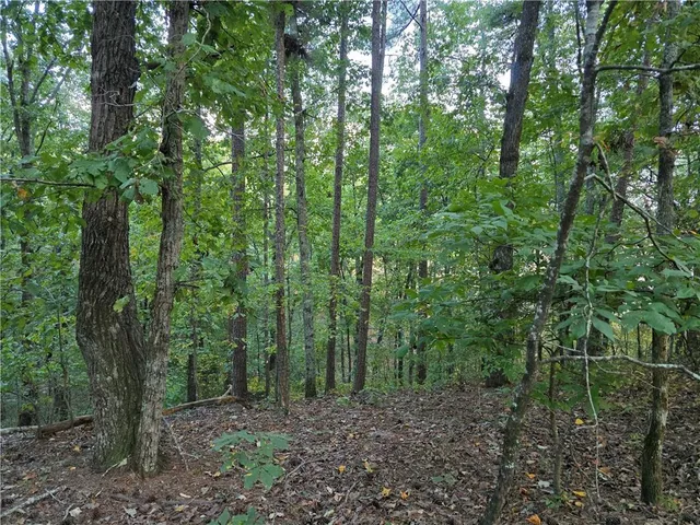 a view of a forest that has large trees