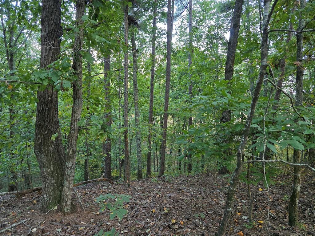 0 Old Goodie Mtn Road Southeast Cartersville, GA 30120 - Photo 3 of 4 a view of a forest that has large trees