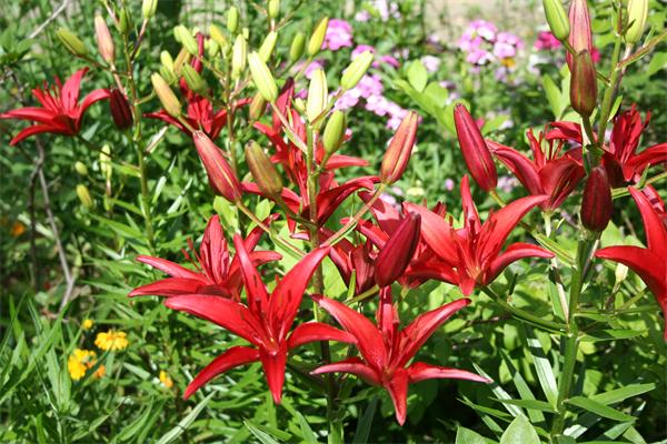 307 Shutesbury Road Amherst, MA 01002 - Photo 4 of 30 a view of a flower