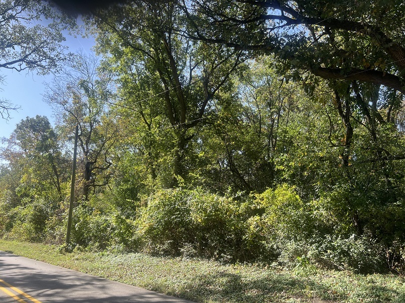 a view of a lush green forest